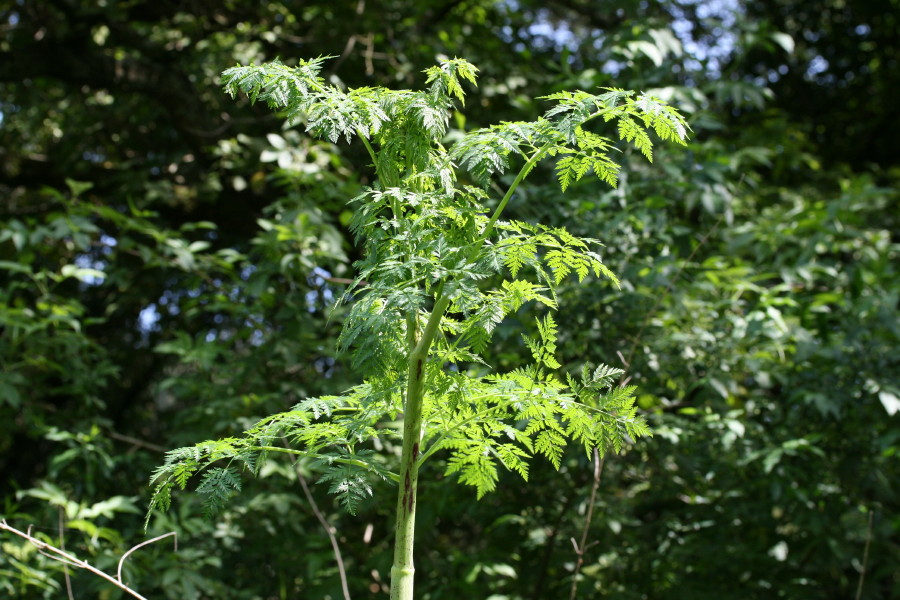 Conium maculatum / Cicuta maggiore